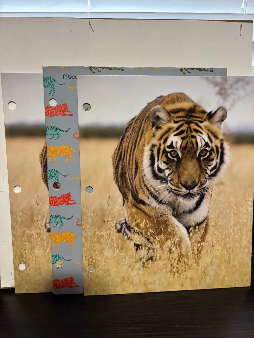 Tiger folders x 3